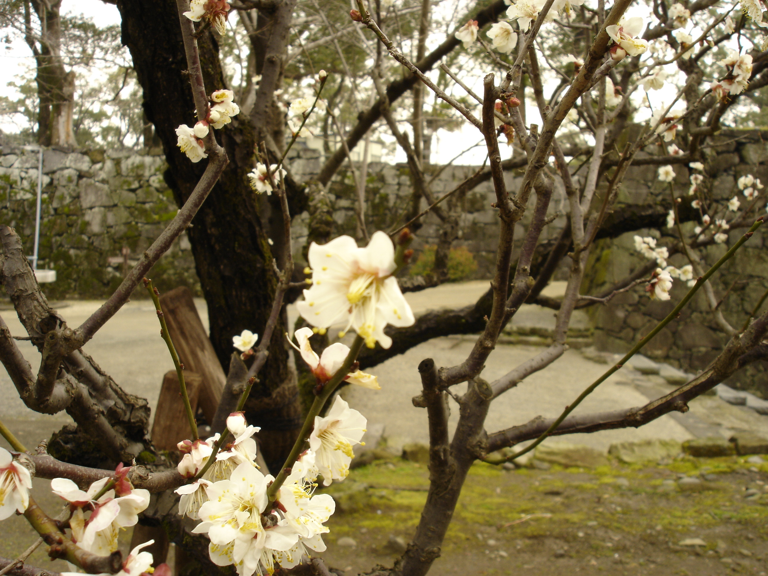 Kumamoto Castle