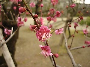 Kumamoto Castle