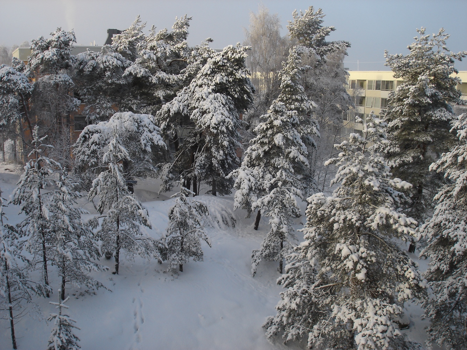 Snowy in Skogås