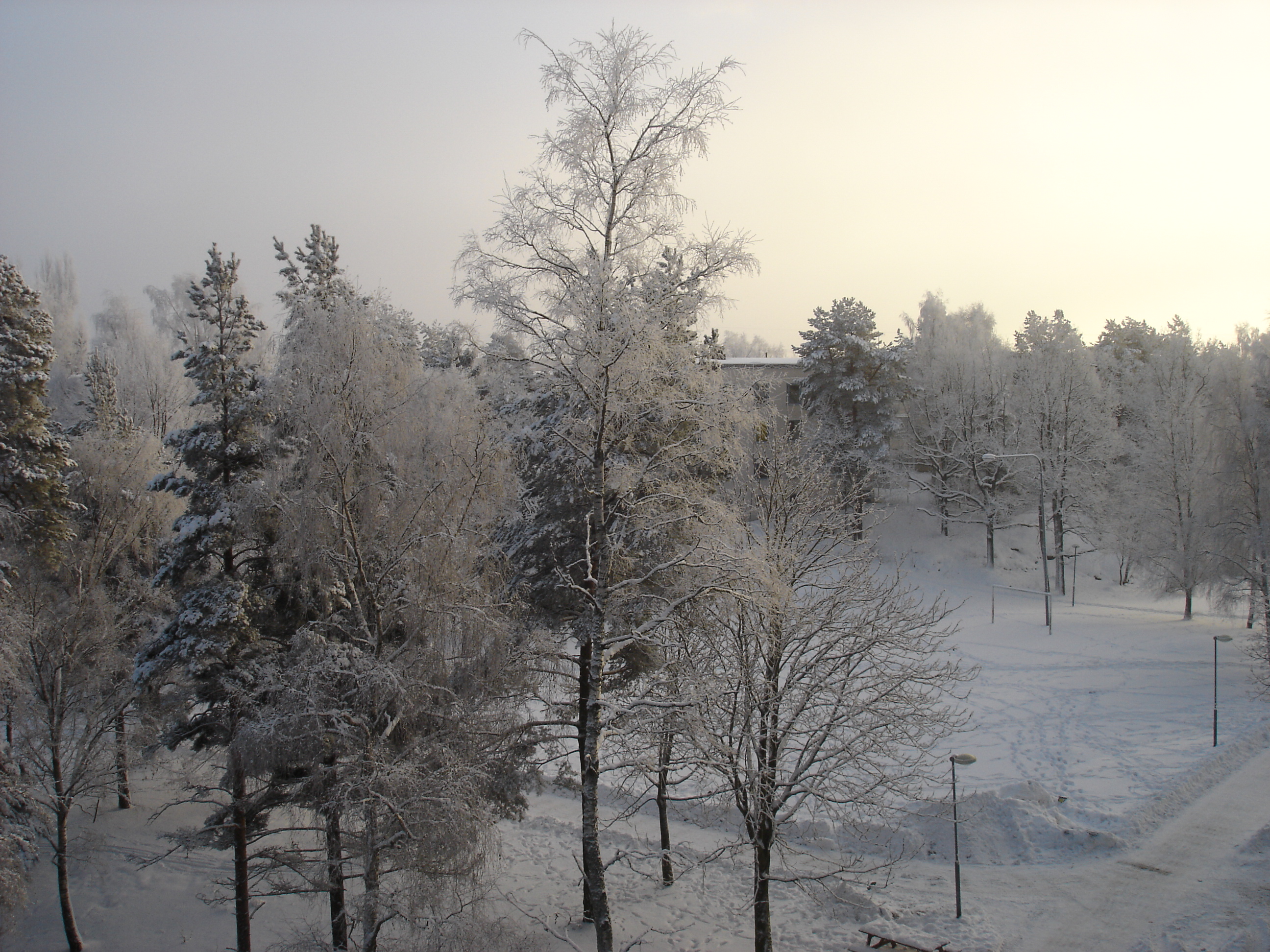 Snowy in Skogås