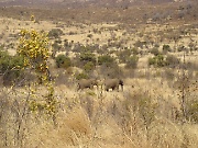 Elephants