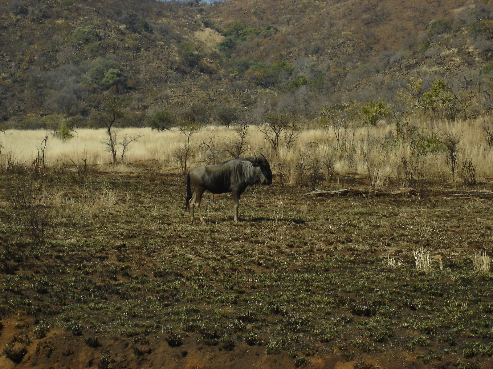 Gnu