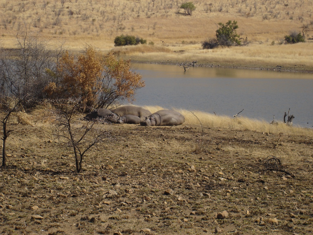 Hippos