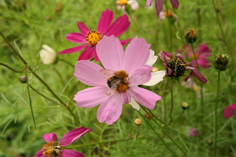 Cosmos flower