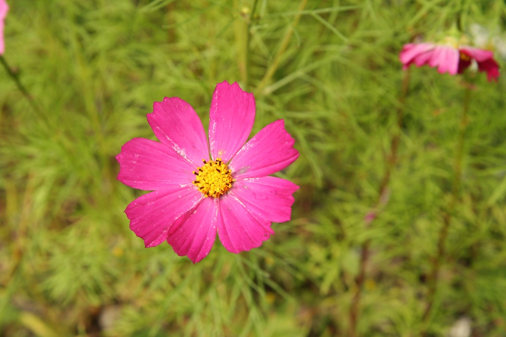 Cosmos flower