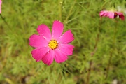 Cosmos flower