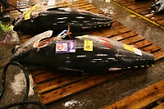 Tuna auction
